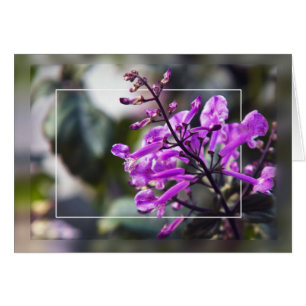 Cartão Flor da lavanda de Mona