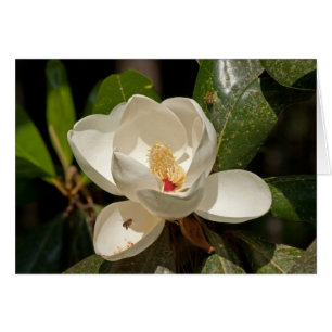 Cartão Flor da magnólia do sul