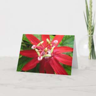 Cartão Flor da Paixão Vermelha