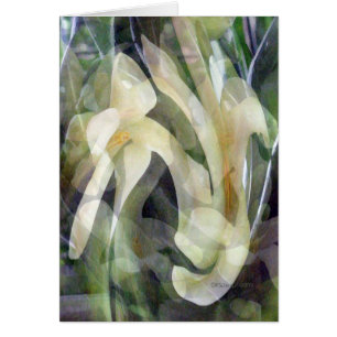 Cartão Flor da papaia no abstrato