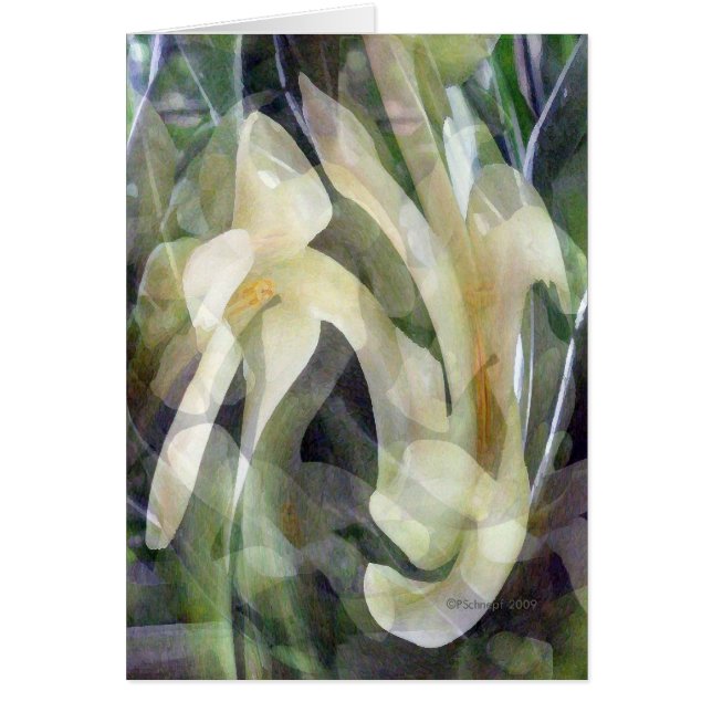Cartão Flor da papaia no abstrato (Frente)