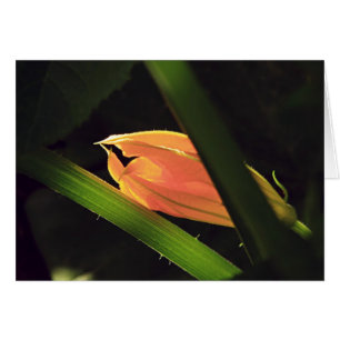 Cartão Flor da polpa