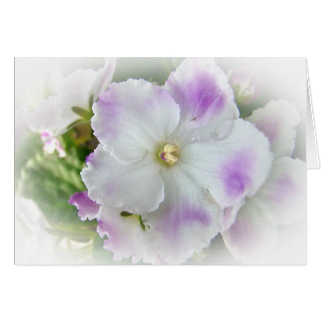 Cartão Flor da violeta africana (Frente Horizontal)