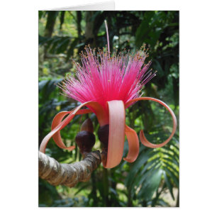 Cartão Flor de Árvore Bombax