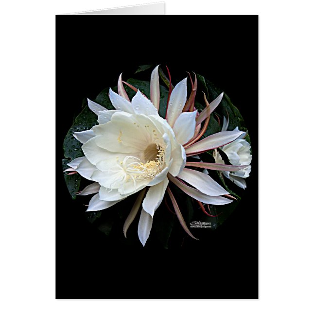 Cartão Flor de Cacto Epífita (Frente)