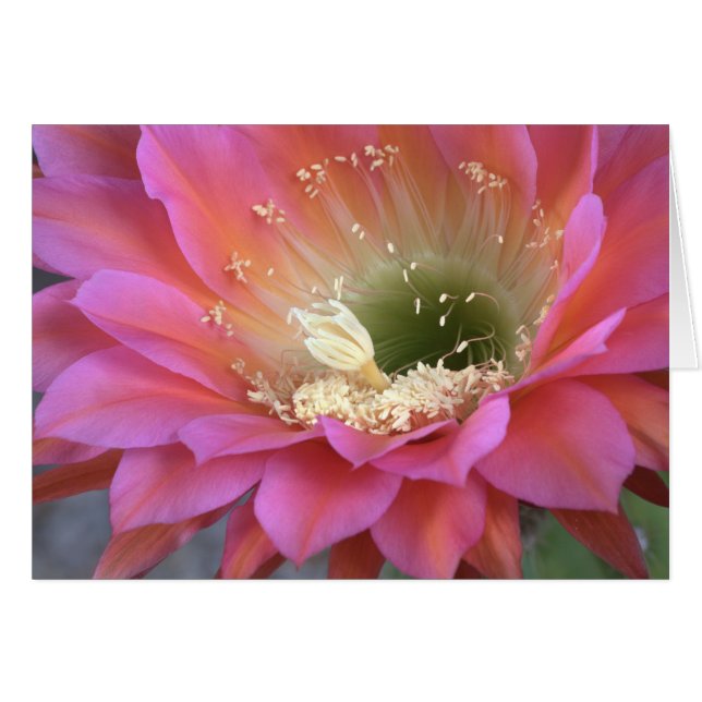 Cartão Flor de cacto rosa no deserto (Frente Horizontal)