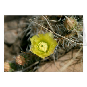 Cartão Flor De Cactus De Pera Rápida