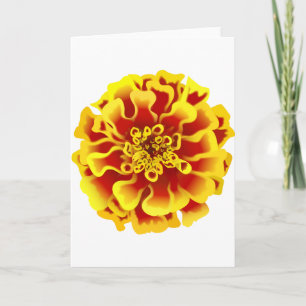 Cartão Flor de Calendula