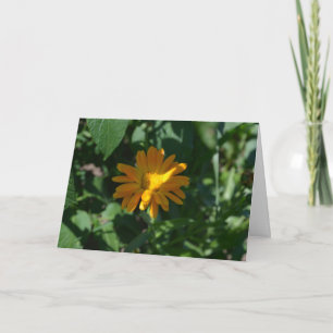 Cartão Flor de Calêndula (Calendula officinalis)