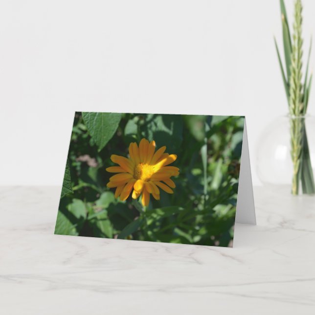 Cartão Flor de Calêndula (Calendula officinalis) (Frente)