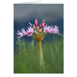 Cartão Flor de Candelabro (Brunsvigia Radulosa), Umgeni