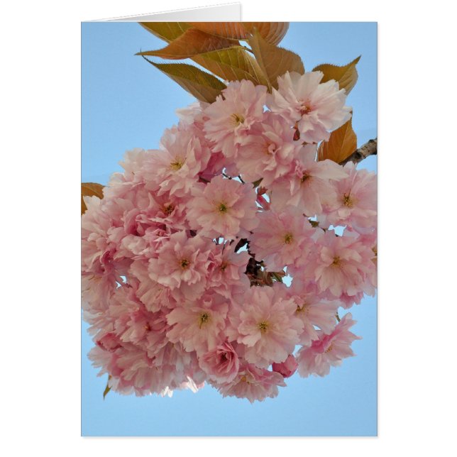 Cartão flor de cereja002 (Frente)