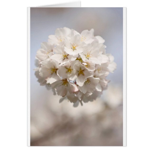 Cartão Flor de cerejeira (Frente)