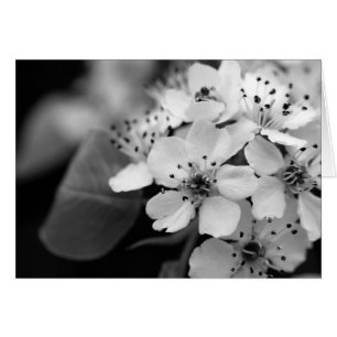 Cartão Flor de cerejeira preto e branco