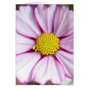 Cartão Flor de Cosmos (bidens formosa)