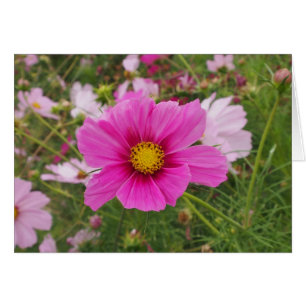 Cartão Flor de Cosmos Rosa Bonita