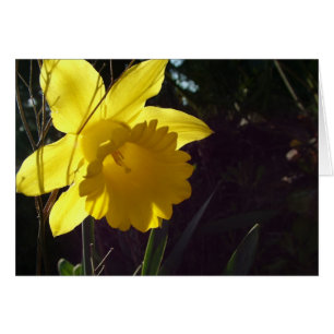 Cartão flor de daffodil amarelo à luz do sol