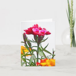 Cartão Flor de Dianthus