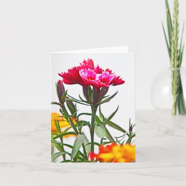 Cartão Flor de Dianthus (Frente)