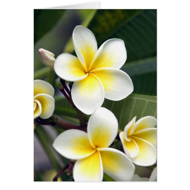 Cartão flor de frangipani Ilhas Cook (Frente)