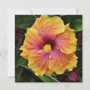 Cartão Flor de hibisco tropical
