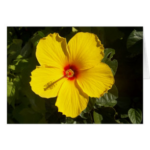 Cartão Flor de Hibiscus Amarelo