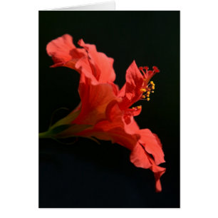 Cartão Flor de Hibiscus Incrível