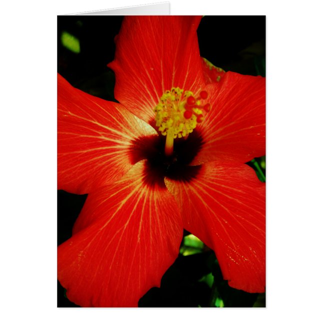 Cartão Flor de Hibiscus Vermelho Brilhante (Frente)