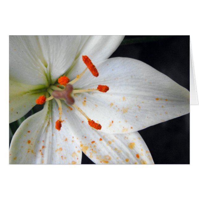 Cartão flor de lírio branca (Frente Horizontal)