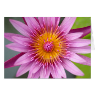 Cartão flor de lótus