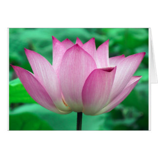 Cartão flor de lótus