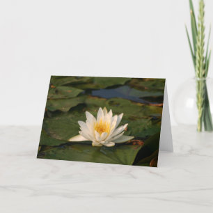 Cartão Flor de Lotus Branco