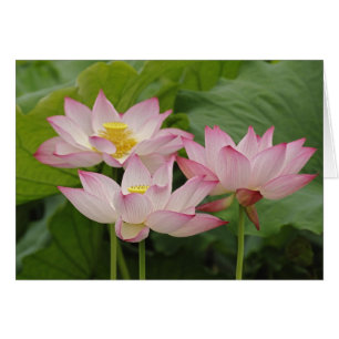 Cartão Flor de lótus, Nelumbo nucifera, China 2