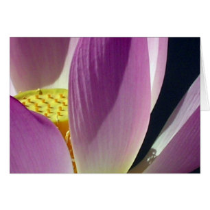 Cartão Flor de Lotus Rosa