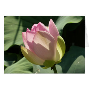 Cartão Flor de Lotus Rosa Brilhante Verão
