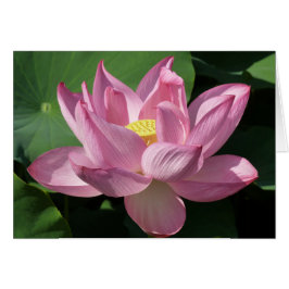 Cartão Flor de Lotus Rosa IV