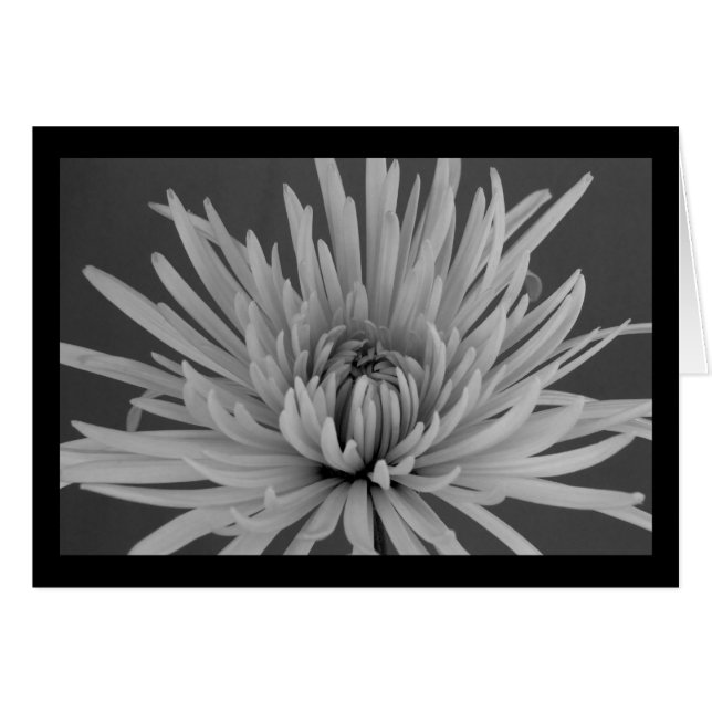 Cartão Flor de Mãe de Aranha Preta e Branca (Frente Horizontal)
