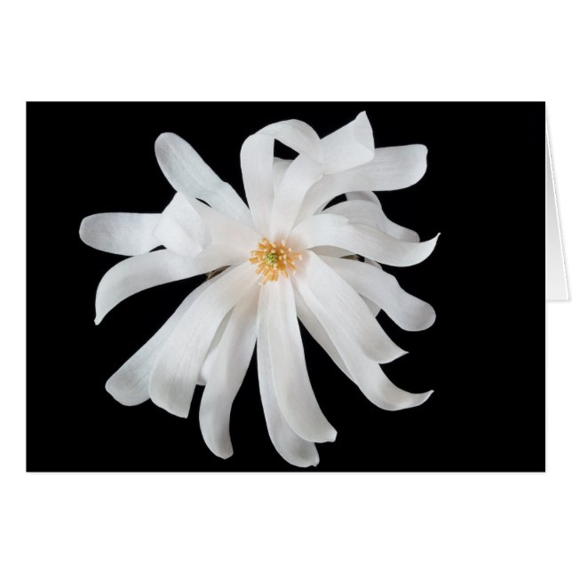 Cartão Flor de Magnólia em Preto (Frente Horizontal)