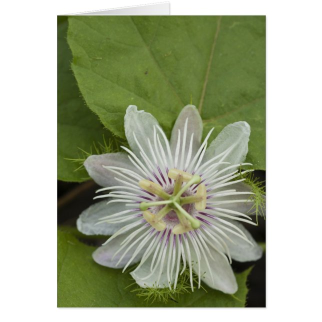 Cartão Flor de Maracujá dos Galápagos Passiflora foetida (Frente)