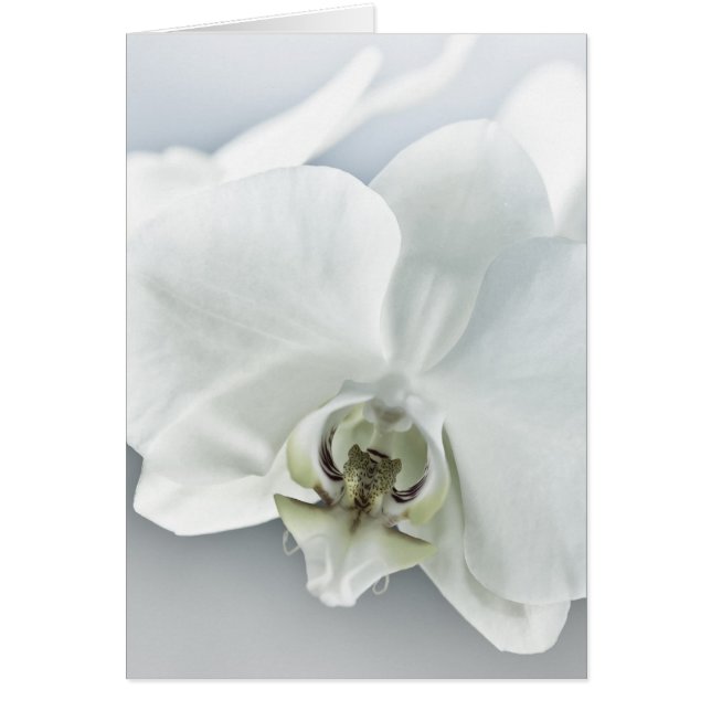 Cartão Flor de Orquídea Branca (Frente)