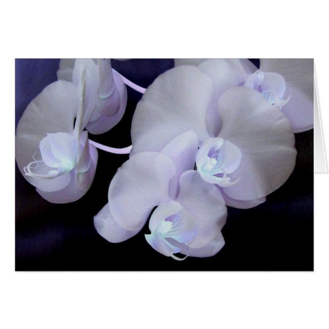 Cartão flor de orquídeas (Frente Horizontal)