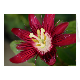 Cartão Flor de Paixão