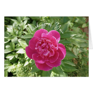 Cartão Flor de Pêonias Rosa Vibrante Pensando em você