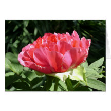 Flor de Peony Rosa