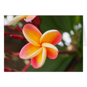 Cartão Flor de Plumeria Amarelo e Vermelho florescente
