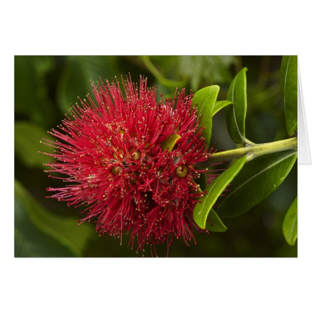 Cartão Flor de Pohutukawa, Dunedin (Frente Horizontal)