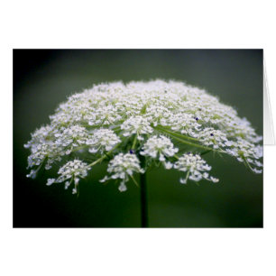 Cartão Flor de rendas da Rainha Ann