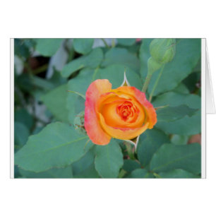 Cartão flor de rosa amarelo alaranjado
