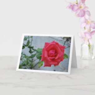 Cartão Flor de Rosa Pink contra Parede Branca