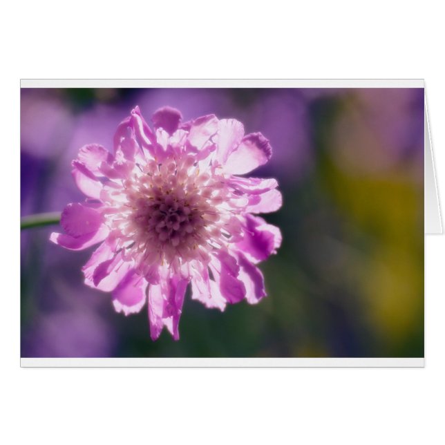 Cartão Flor de Scabiosa da lavanda (Frente Horizontal)
